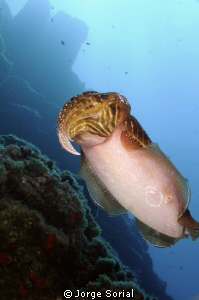 Cuttlefish by Jorge Sorial 